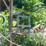 Parque Arruda Câmara constrói recintos planejados para cada espécie de animais