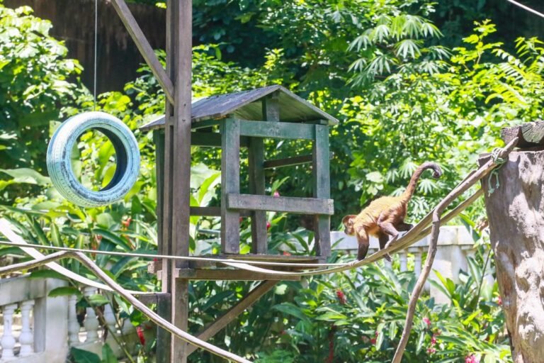 Parque Arruda Câmara constrói recintos planejados para cada espécie de animais