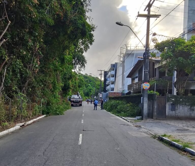 Equipes da Prefeitura se mobilizam e liberam via após queda de árvore