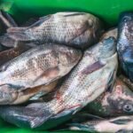 Semana do Pescado bate recorde de vendas com nove toneladas de frutos do mar comercializadas