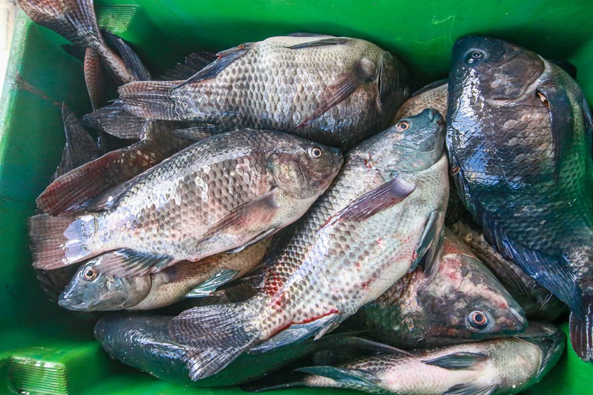 Semana do Pescado bate recorde de vendas com nove toneladas de frutos do mar comercializadas