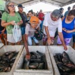 Venda de tilápia e outros frutos do mar movimentam Semana do Pescado