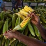 Festival do Milho da Cecaf acontece em junho e reúne preço acessível, gastronomia, cultura e ações de saúde