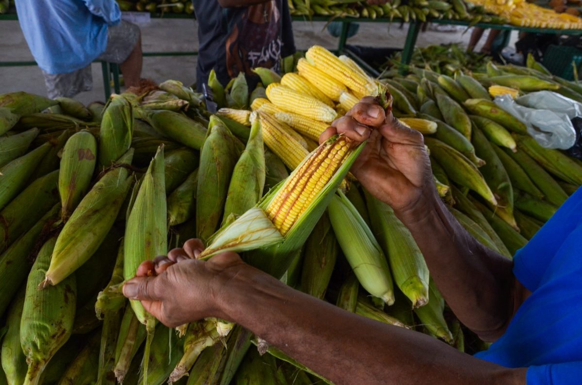 Festival do Milho da Cecaf acontece em junho e reúne preço acessível, gastronomia, cultura e ações de saúde