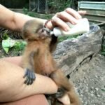 Parque Zoobotânico Arruda Câmara recebe filhote de macaco-galego