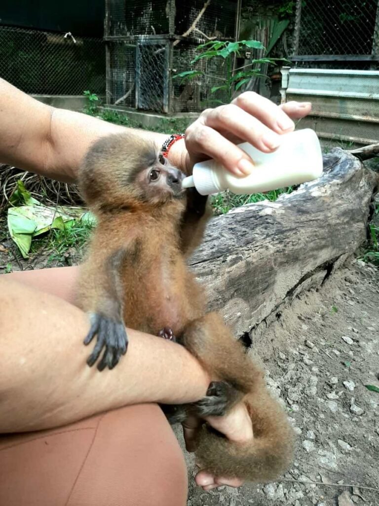 Parque Zoobotânico Arruda Câmara recebe filhote de macaco-galego