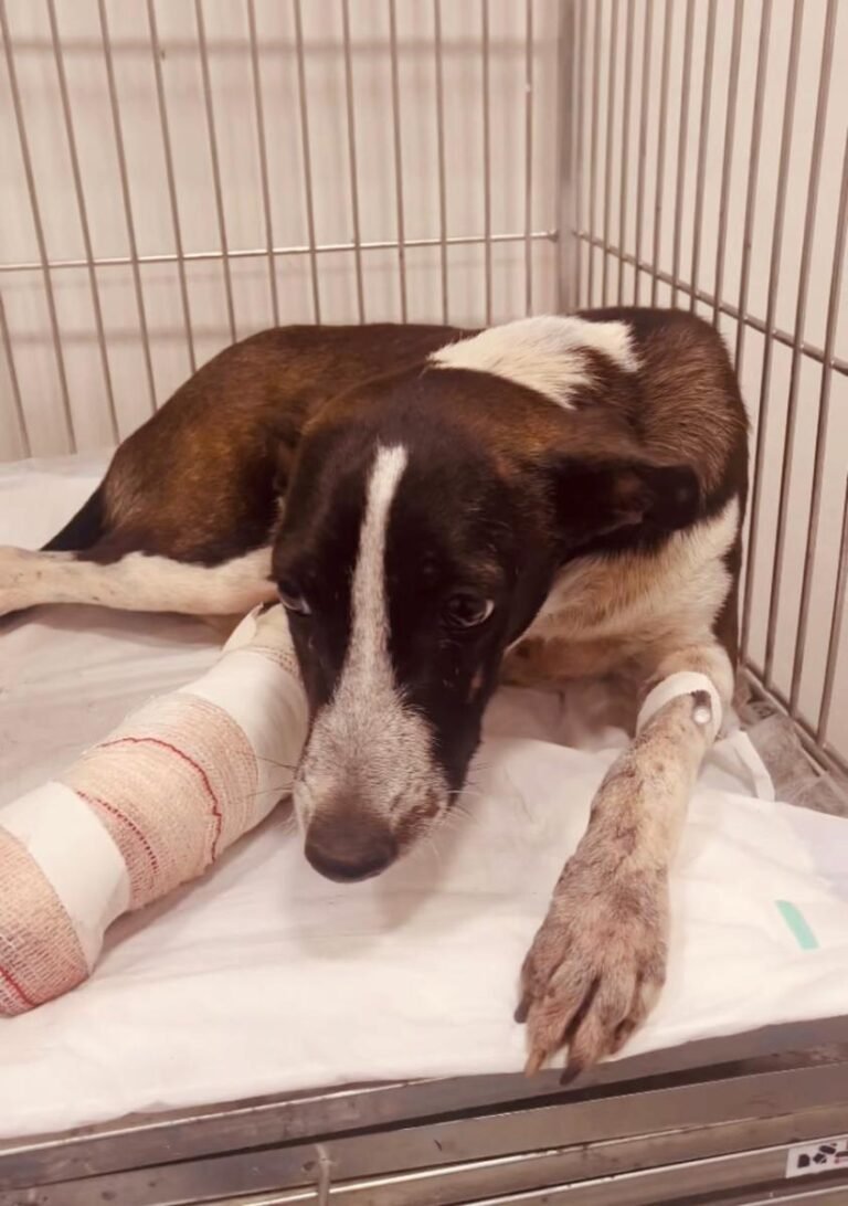 População pode denunciar casos de maus-tratos a animais pelo aplicativo ‘João Pessoa na Palma da Mão’