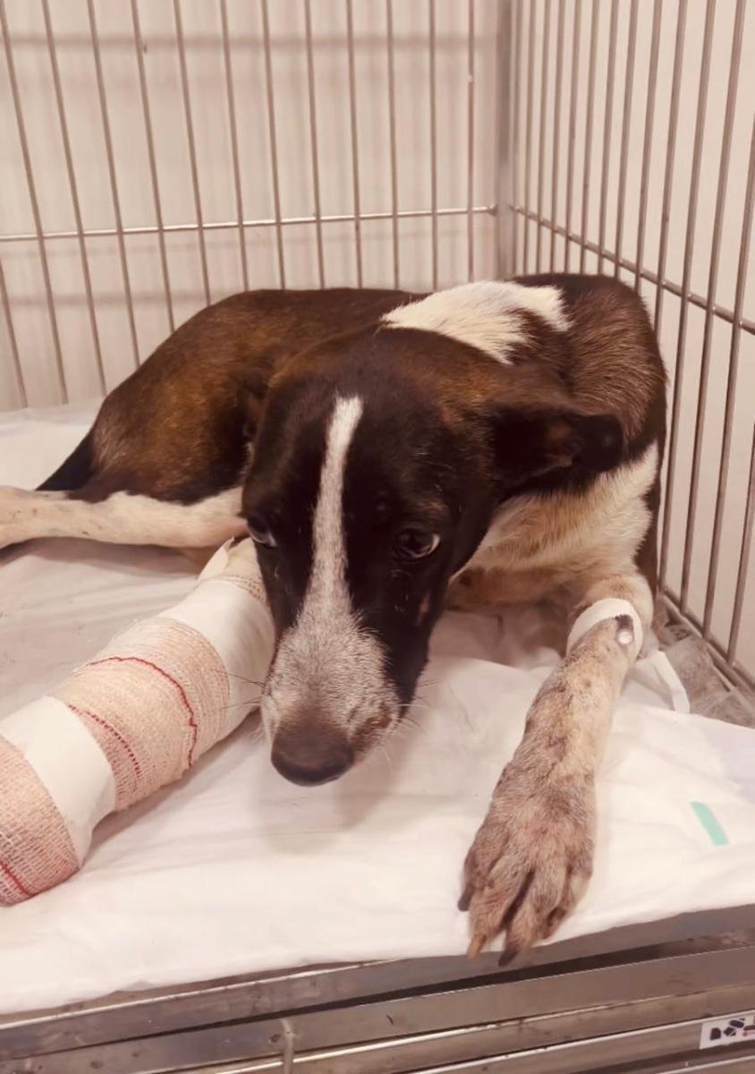 População pode denunciar casos de maus-tratos a animais pelo aplicativo ‘João Pessoa na Palma da Mão’