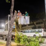 Prefeitura de João Pessoa realiza ação preventiva com poda de árvores para enfrentar período chuvoso