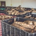 Prefeitura publica edital para seleção de agricultores familiares para o Banco de Alimentos
