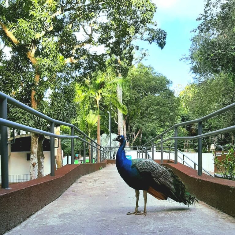 Semam realiza ação especial na Bica em homenagem ao Dia das Mães