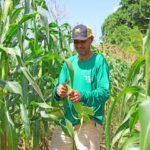 Agricultores do ‘Eu Posso Semear’ produzem 20 toneladas de milho para o período junino