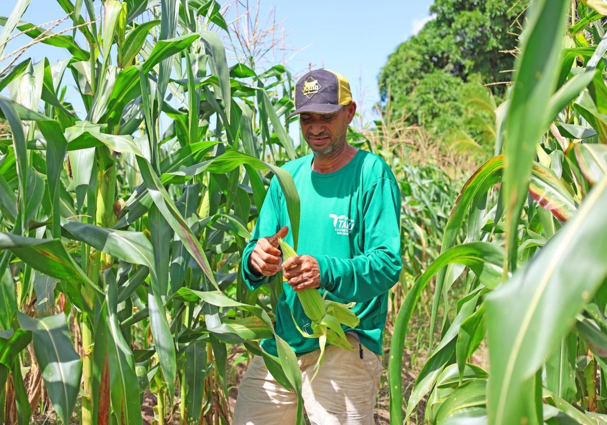 Agricultores do ‘Eu Posso Semear’ produzem 20 toneladas de milho para o período junino