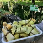 Parque Arruda Câmara promove atividade de enriquecimento alimentar com o tema do São João