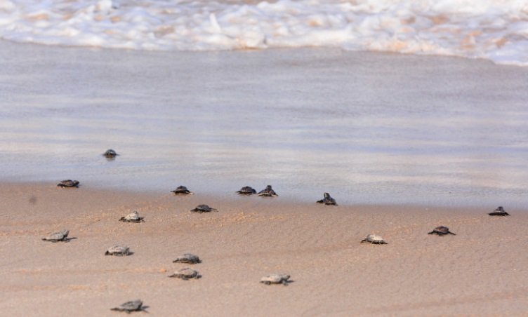 Prefeitura abre inscrições para receber projetos ambientais a partir desta terça-feira