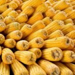 Vigilância Sanitária orienta população sobre compra de alimentos derivados do milho