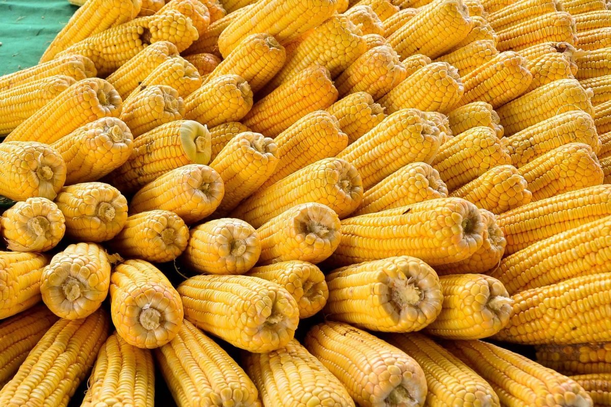 Vigilância Sanitária orienta população sobre compra de alimentos derivados do milho