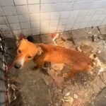 Prefeitura resgata cães que estavam sofrendo maus-tratos na Zona Sul da Capital