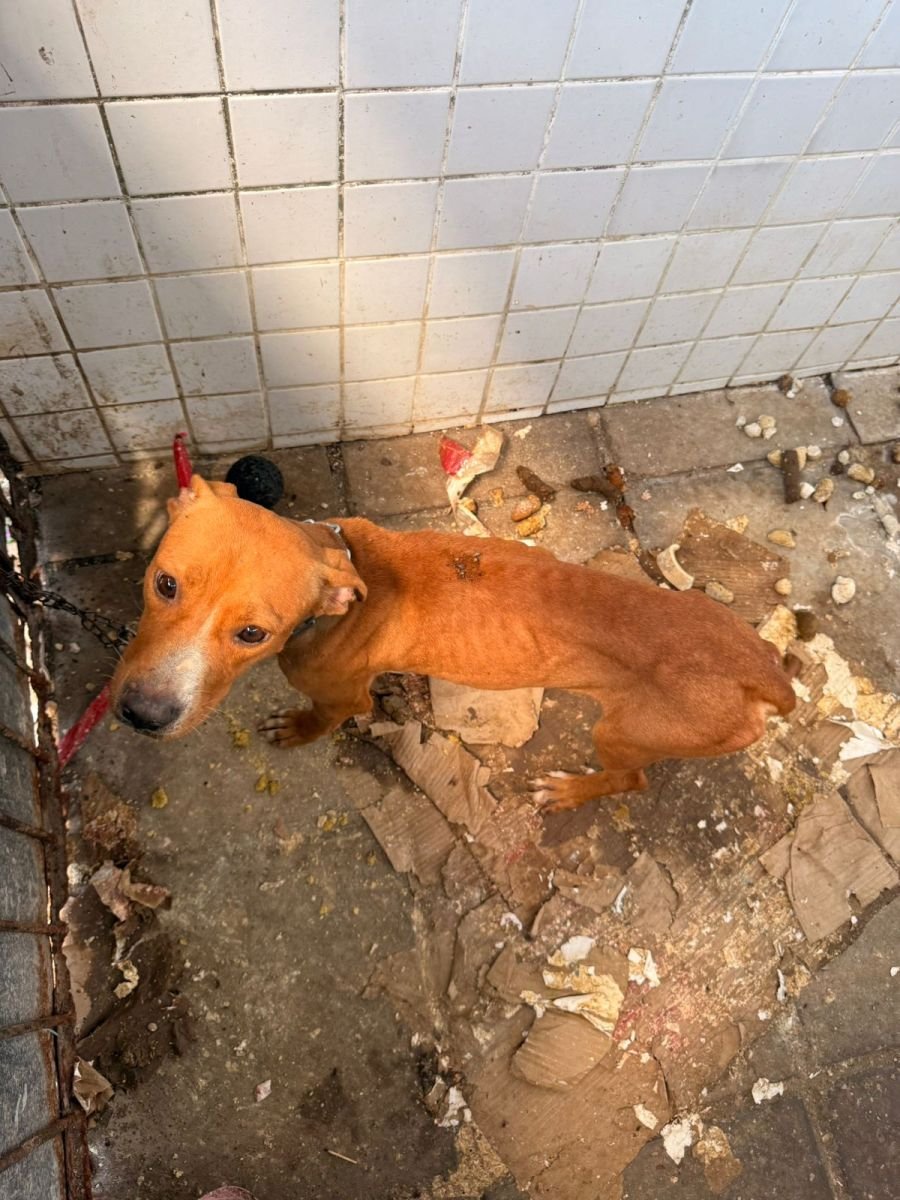 Prefeitura resgata cães que estavam sofrendo maus-tratos na Zona Sul da Capital