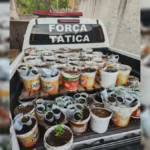 pm desmantela plantação de maconha em muçumagro, joão pessoa: mudas apreendidas