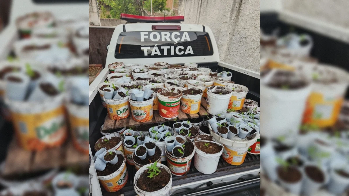 pm desmantela plantação de maconha em muçumagro, joão pessoa: mudas apreendidas