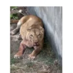 homem é devorado por leoa em zoológico de joão pessoa; vídeos chocam