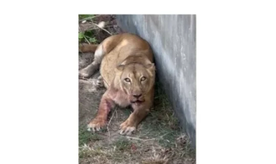 homem é devorado por leoa em zoológico de joão pessoa; vídeos chocam