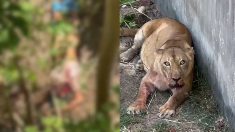 homem invade jaula de leões na bica, em joão pessoa, e morre após ataque brutal