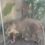 leoa 'leona' não será sacrificada após morte de homem na bica; parque fechado