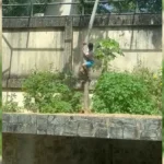 leoa ataca homem na bica: secretário explica ataque por defesa de território invadido