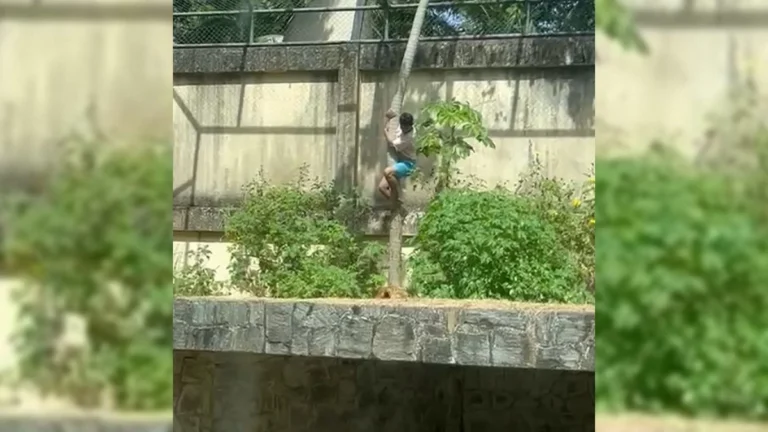 leoa ataca homem na bica: secretário explica ataque por defesa de território invadido