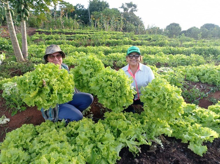 horta alface merenda