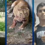 jovem invade jaula de leoa na bica, em joão pessoa, e morre após ataque