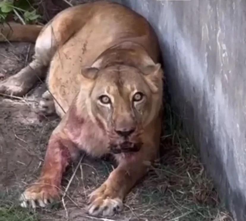 mp apura morte de jovem em jaula de leoa na bica, joão pessoa: segurança em foco