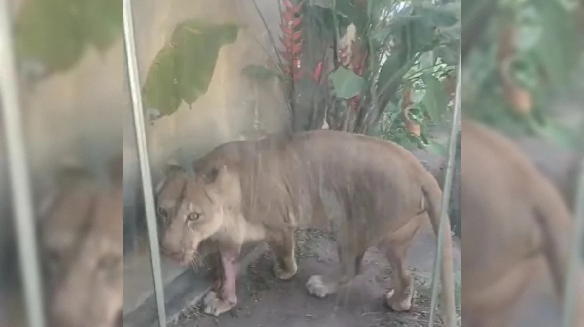 leoa na bica: instituto aciona justiça para garantir bem estar do animal