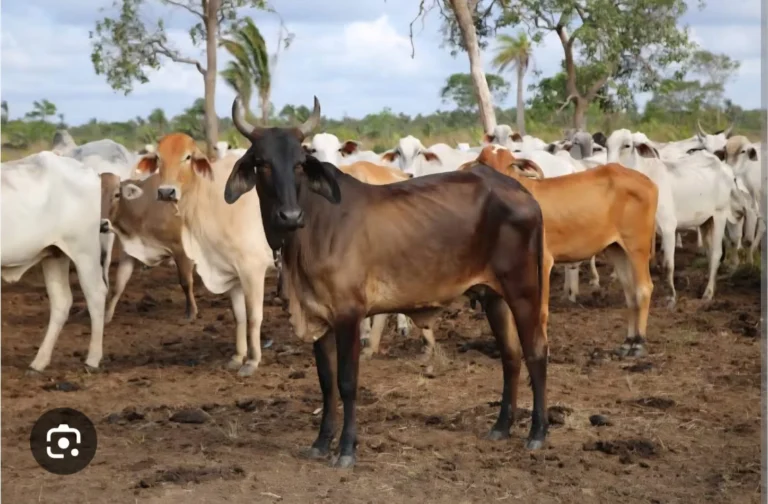 seagri: Última chance! criadores têm até 19 de dezembro para cadastrar rebanhos na defesa agropecuária