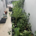 campina grande: homem é preso com estufa de maconha em residência; veja detalhes