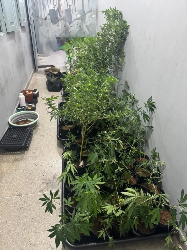 campina grande: homem é preso com estufa de maconha em residência; veja detalhes