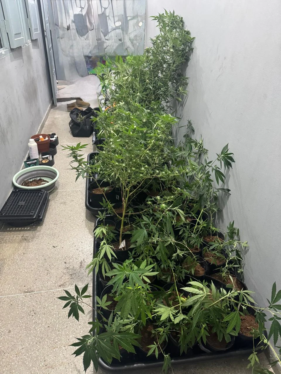 campina grande: homem é preso com estufa de maconha em residência; veja detalhes