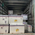 paraíba: 13.570 doses da vacina vsr para gestantes chegam ao estado