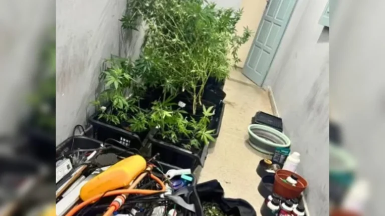 campina grande: homem é preso com plantação de maconha e estufa em casa