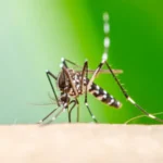 paraíba: 11 mortes por arboviroses em 2025, mas casos de dengue e chikungunya caem drasticamente