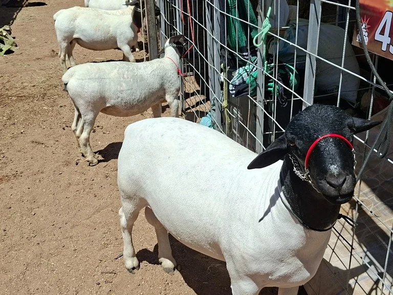 paraíba: expo são sebastião do umbuzeiro tem r$ 8 mil em prêmios