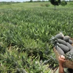 1ª expo abacaxi em itapororoca: governo da pb apoia evento