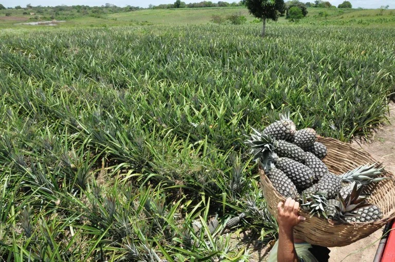 1ª expo abacaxi em itapororoca: governo da pb apoia evento