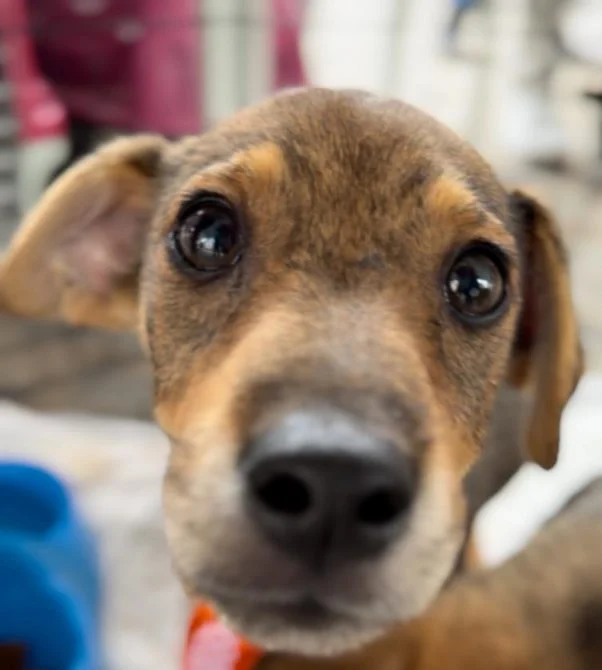 dia d de multivacinação na pb: 663 pontos abertos neste sábado (13) para você se vacinar!