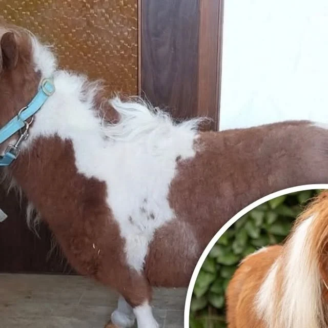 pumuckel, o menor cavalo do mundo, entra para o guinness com 52,6 cm