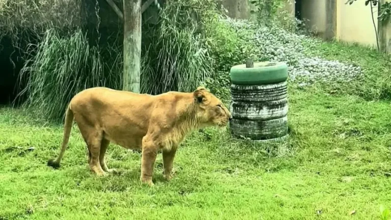 parque da bica reabre em joão pessoa após trágico incidente com leoa