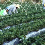 finep injeta r$ 74,9 milhões para impulsionar agricultura familiar com tecnologia