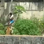 zoológico da bica reabre após morte trágica de jovem por leoa: novas medidas de segurança em vigor